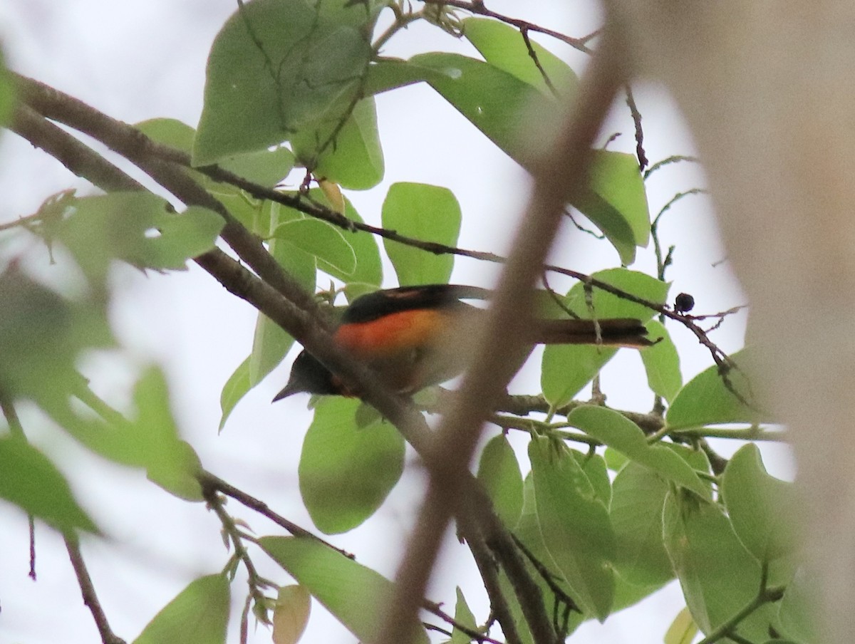 Small Minivet - ML624496726