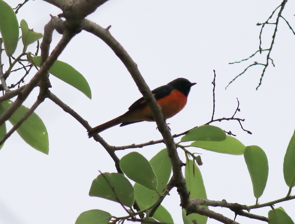 Small Minivet - ML624496727