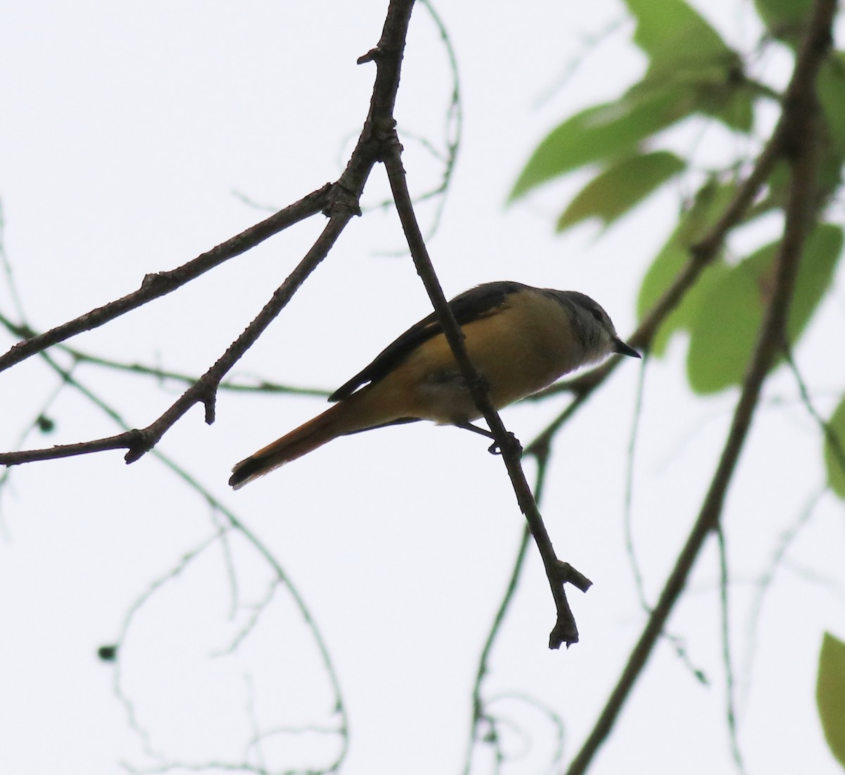 Small Minivet - ML624496755