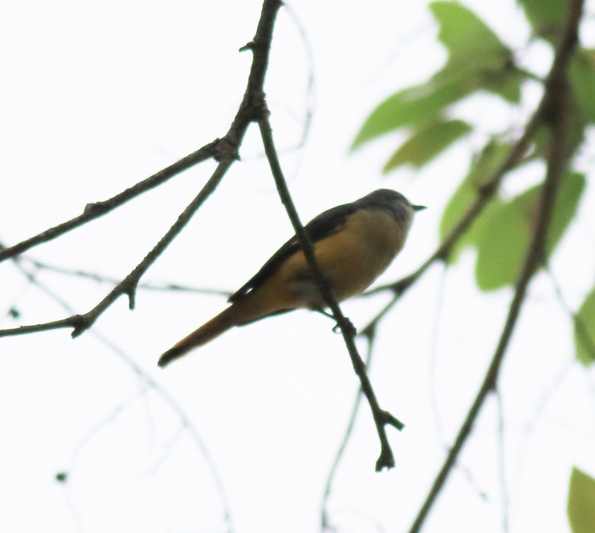 Small Minivet - ML624496756