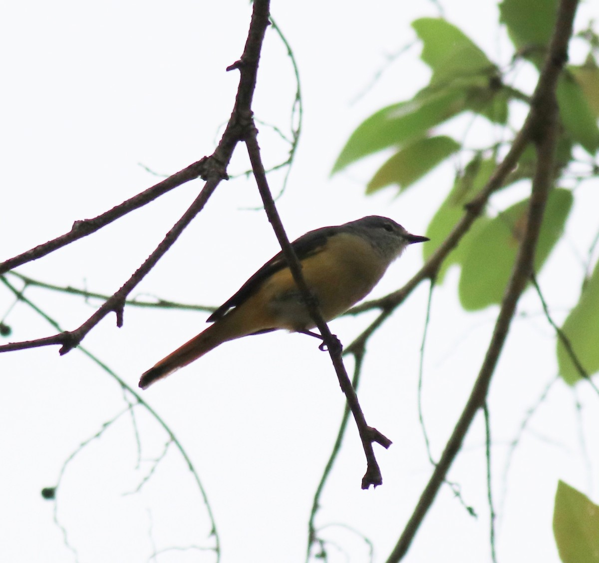 Small Minivet - ML624496757