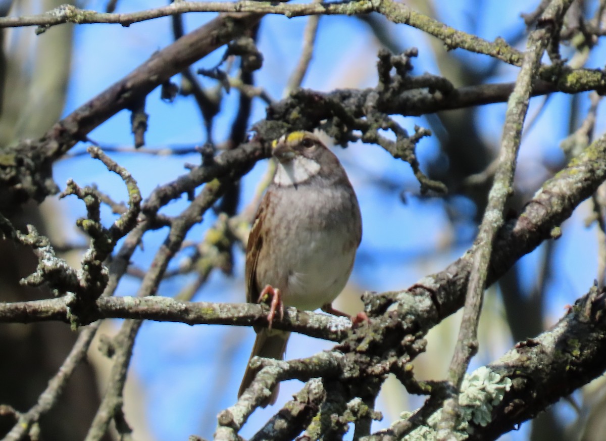 White-throated Sparrow - ML624496811
