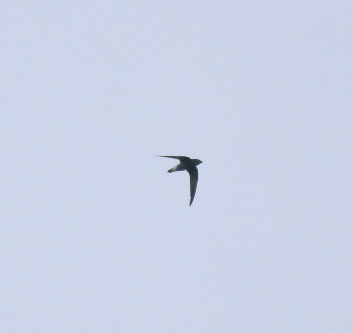 Brown-backed Needletail - ML624496874