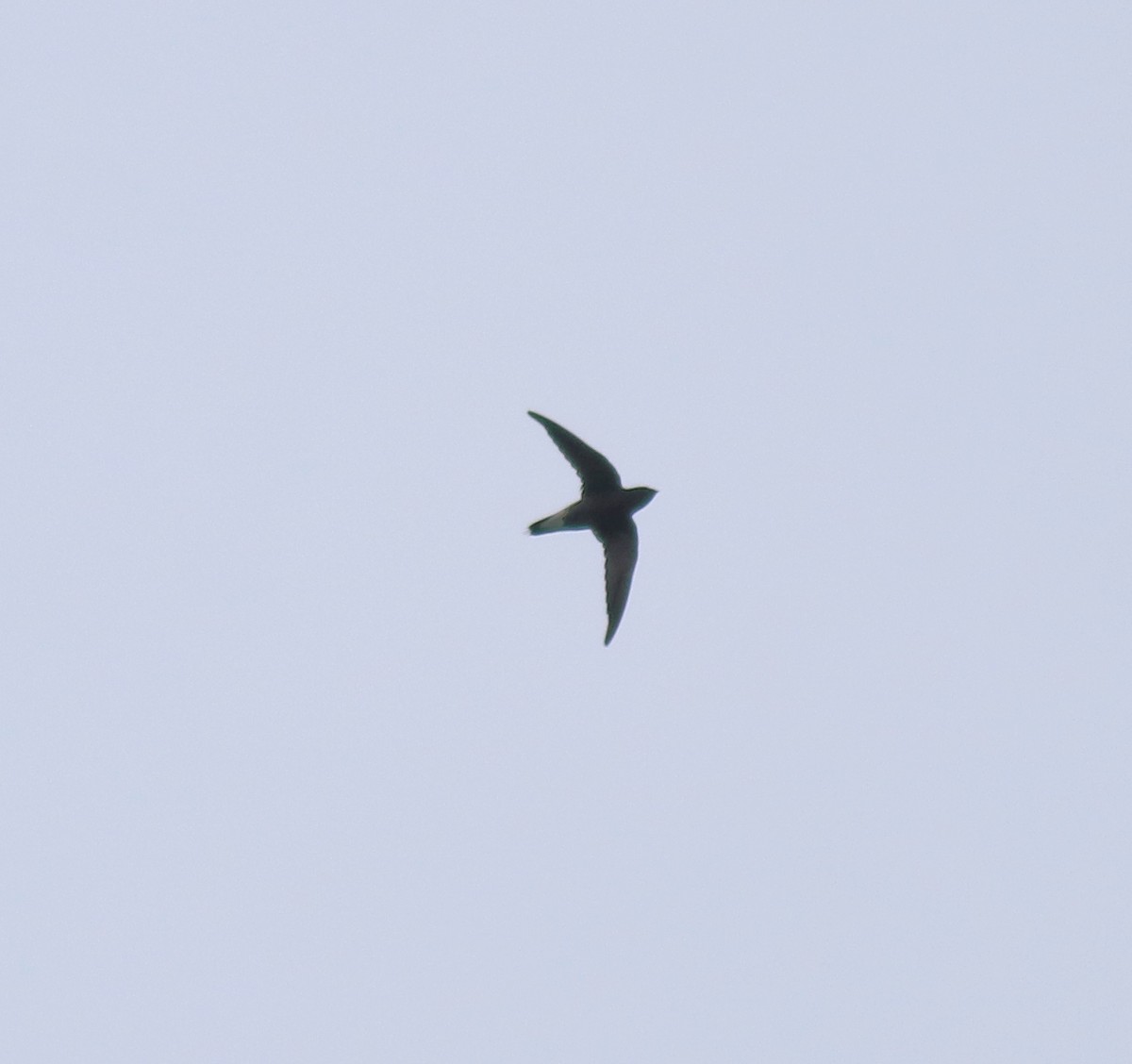 Brown-backed Needletail - Afsar Nayakkan