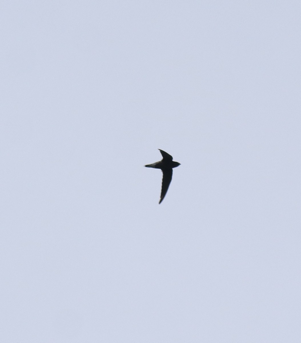 Brown-backed Needletail - ML624496877