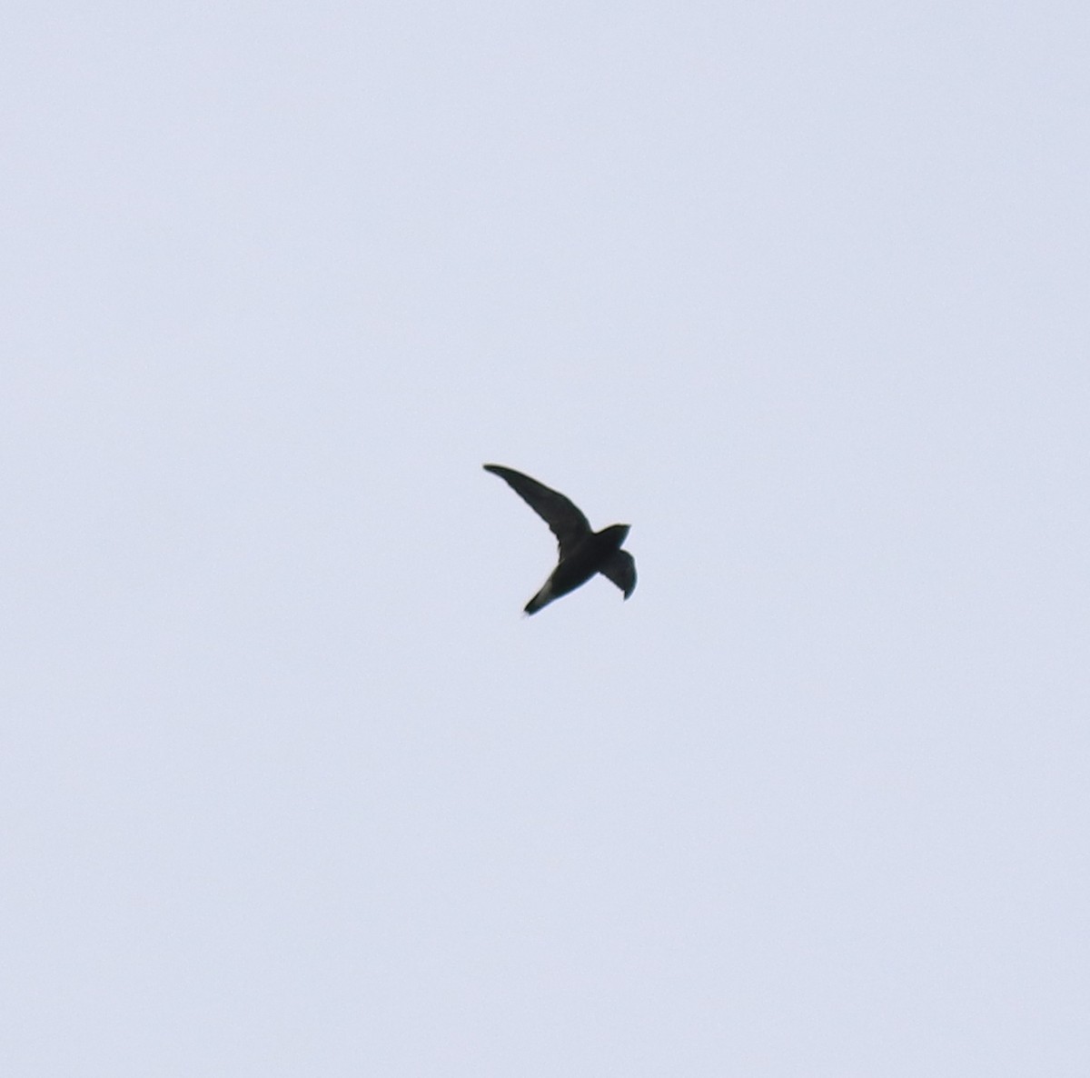 Brown-backed Needletail - ML624496879