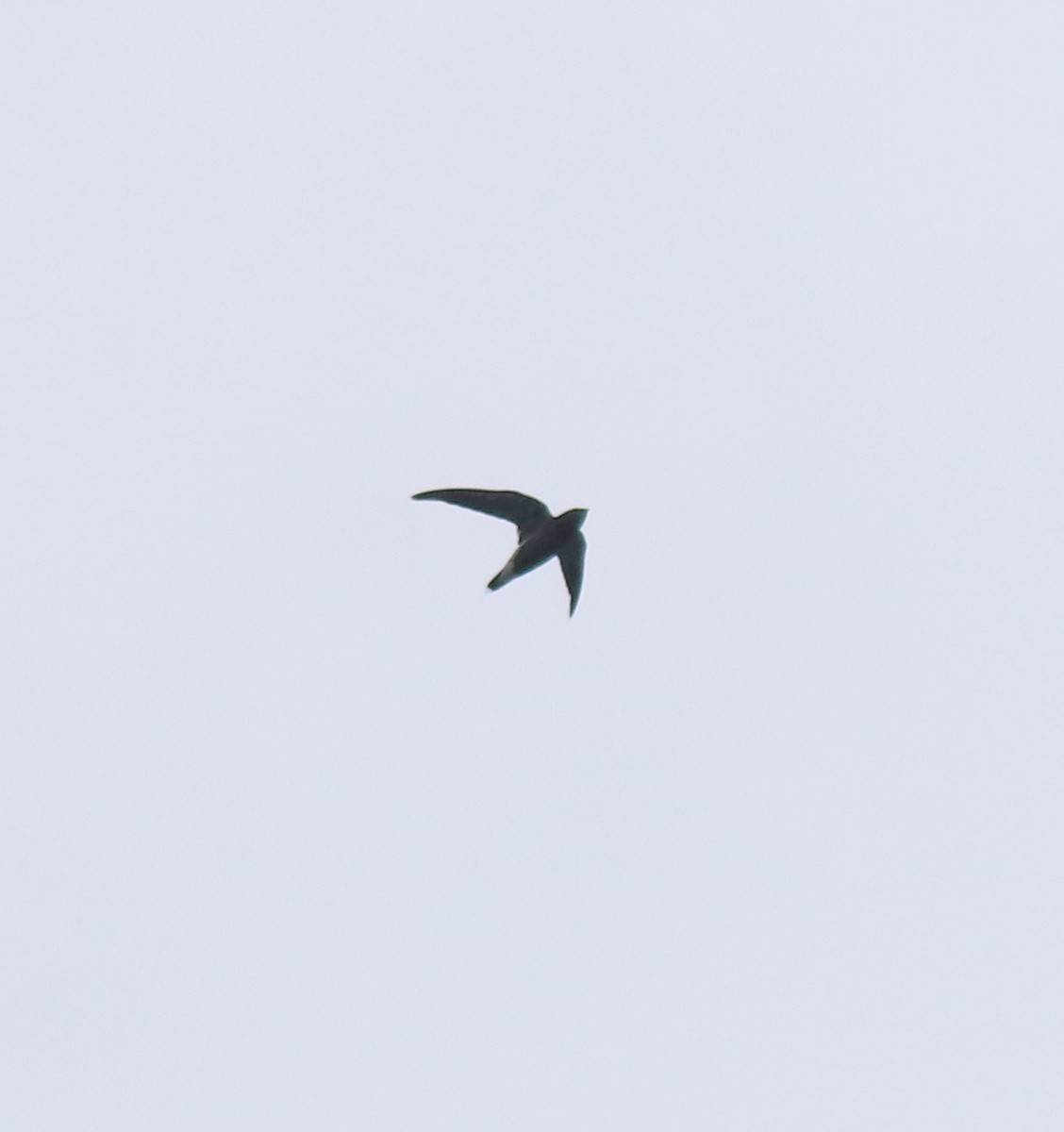 Brown-backed Needletail - Afsar Nayakkan