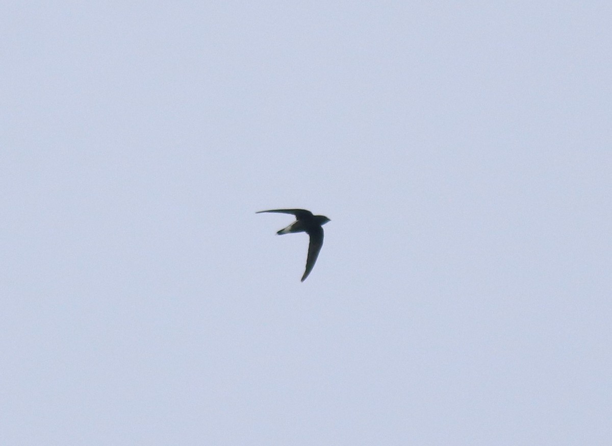 Brown-backed Needletail - ML624496882