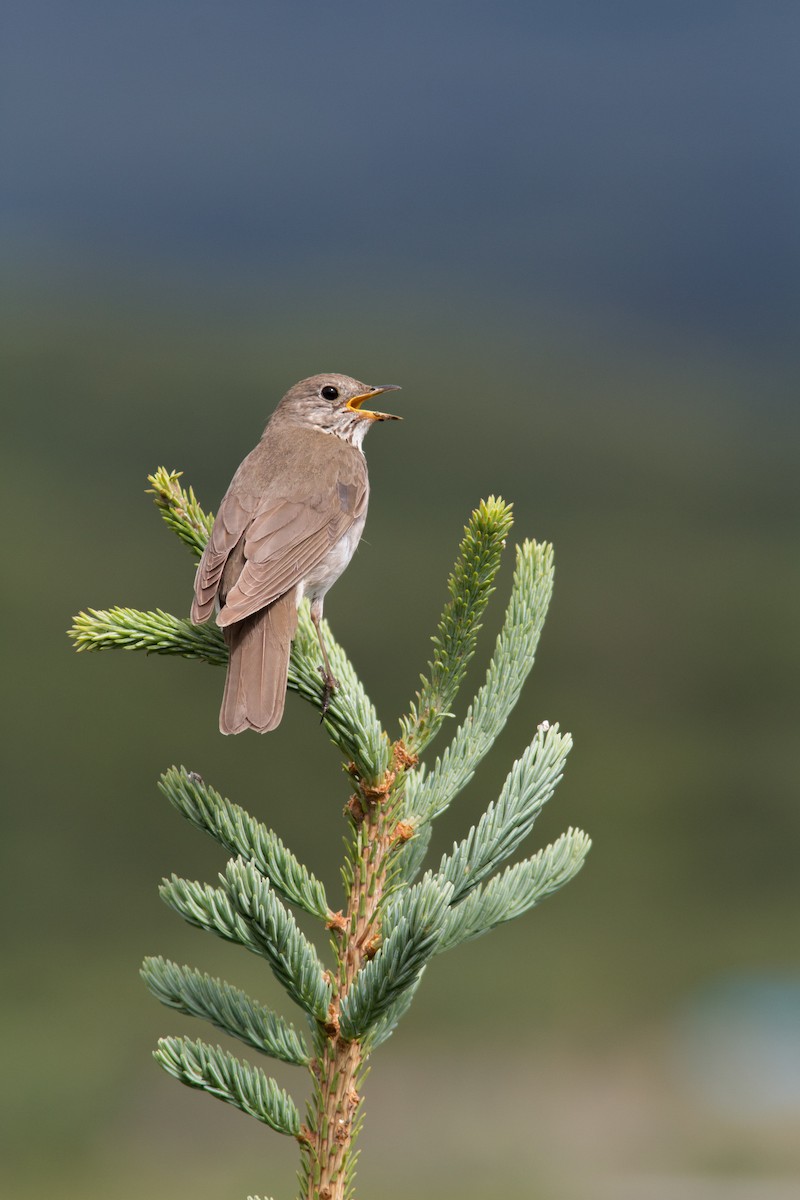 Gray-cheeked Thrush - Justin Saunders