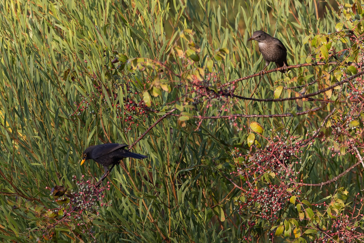 Eurasian Blackbird - ML624496986