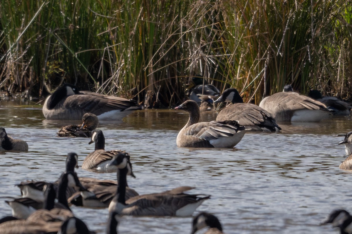 Pink-footed Goose - ML624496999