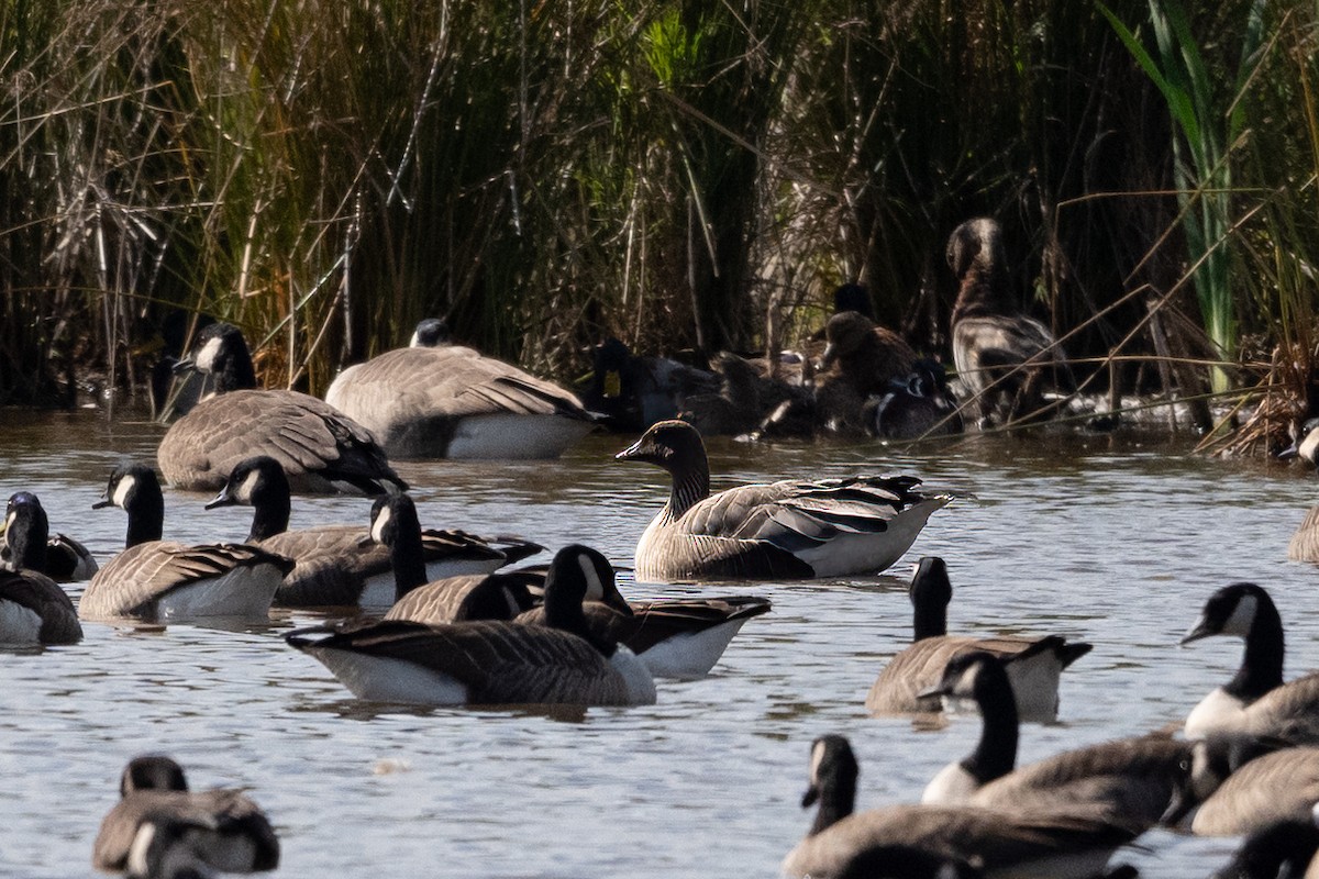 Pink-footed Goose - ML624497000