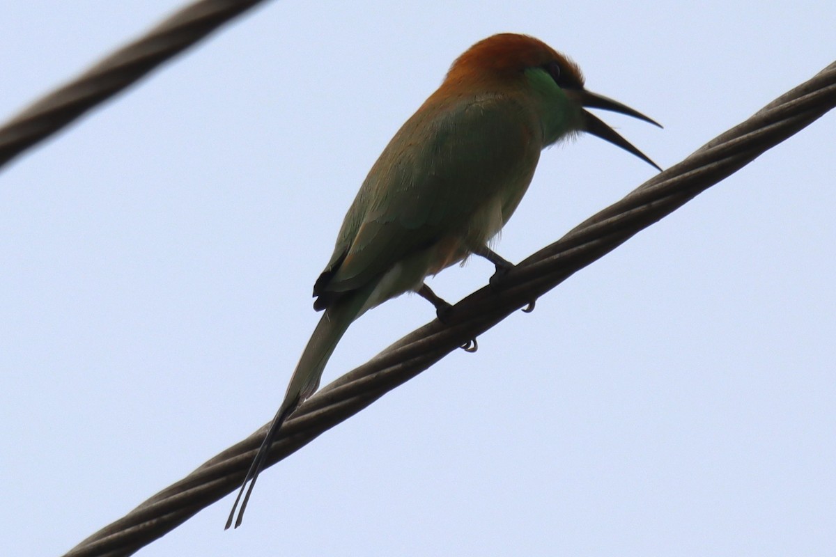 Asian Green Bee-eater - ML624497166