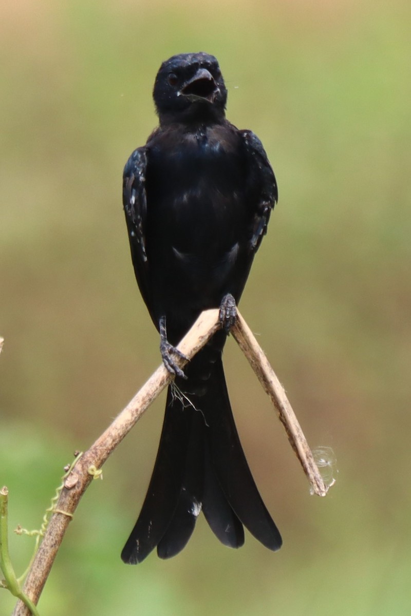 Black Drongo - ML624497171