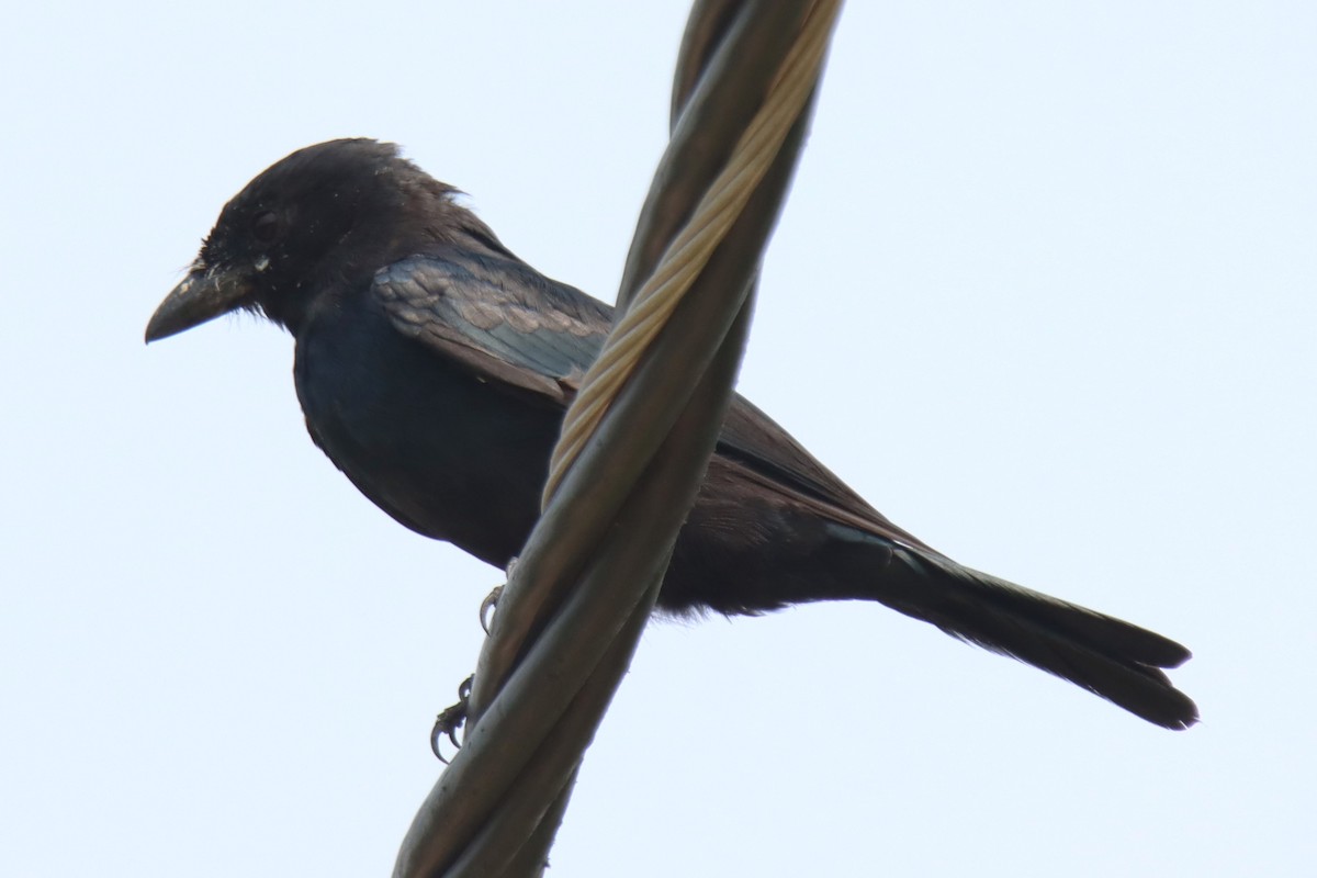 Black Drongo - ML624497172