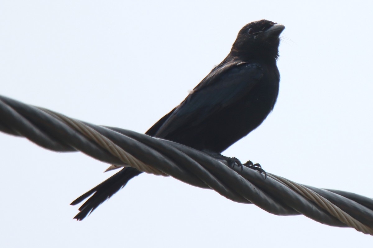 Black Drongo - ML624497173