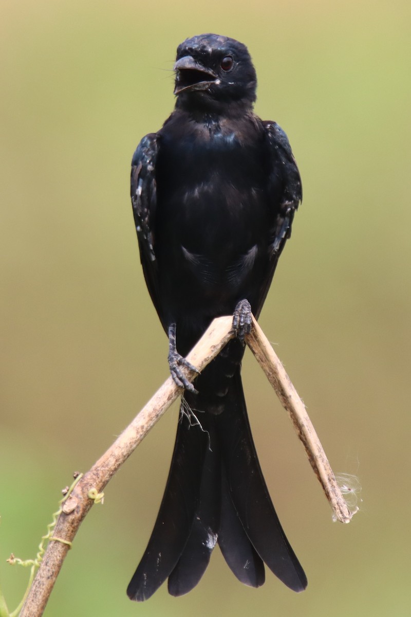 Black Drongo - ML624497174