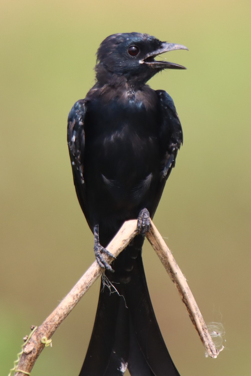 Black Drongo - ML624497175