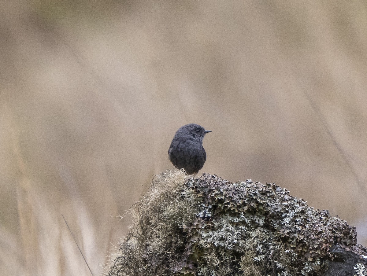 Trilling Tapaculo - ML624497183
