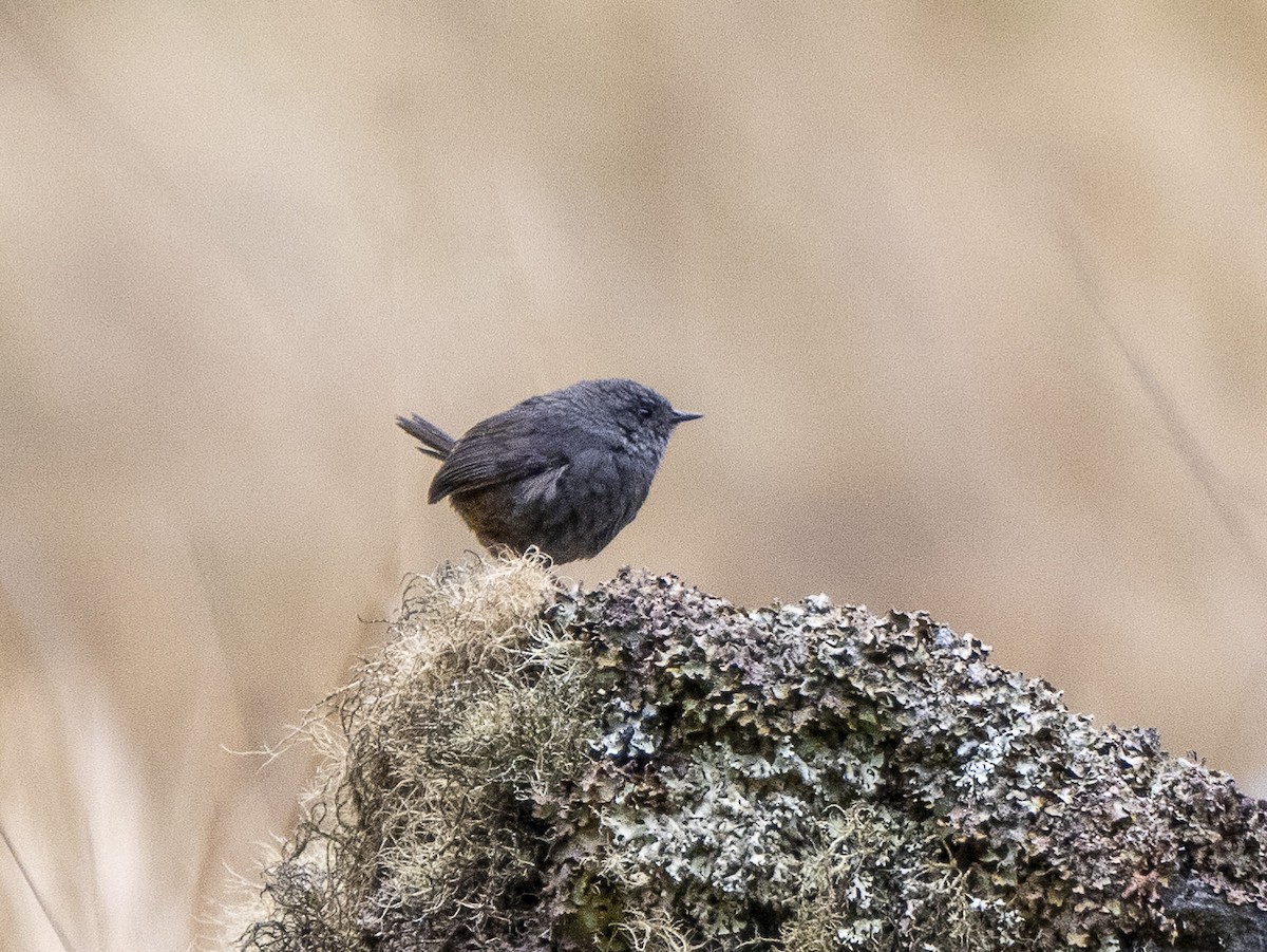 Trilling Tapaculo - ML624497188