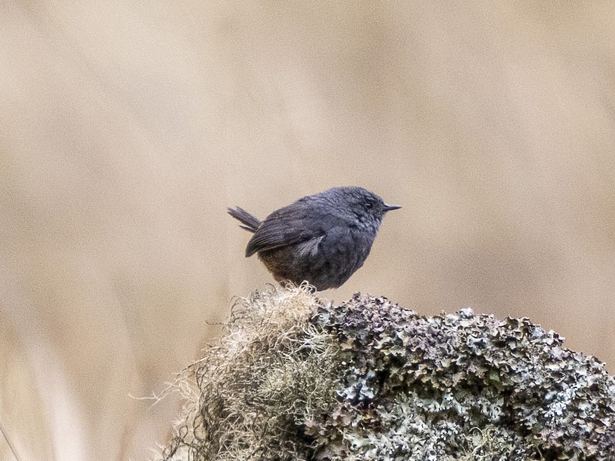 Trilling Tapaculo - ML624497199