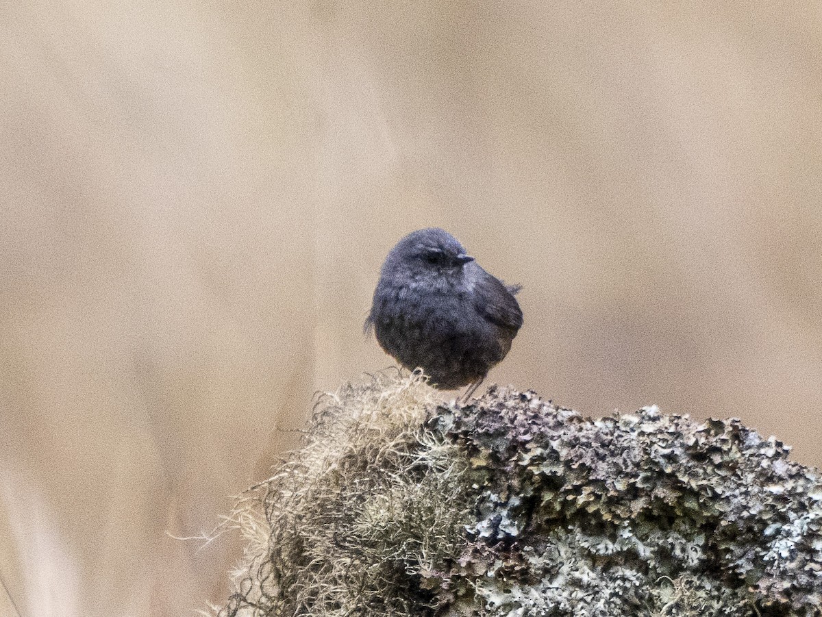 Trilling Tapaculo - ML624497201