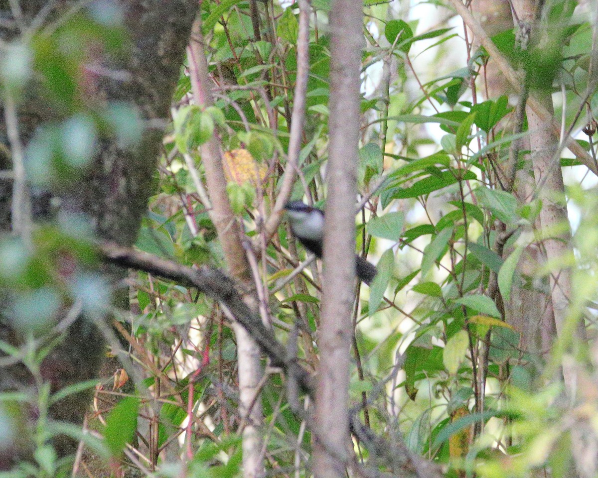 Javan Scimitar-Babbler - ML624497218