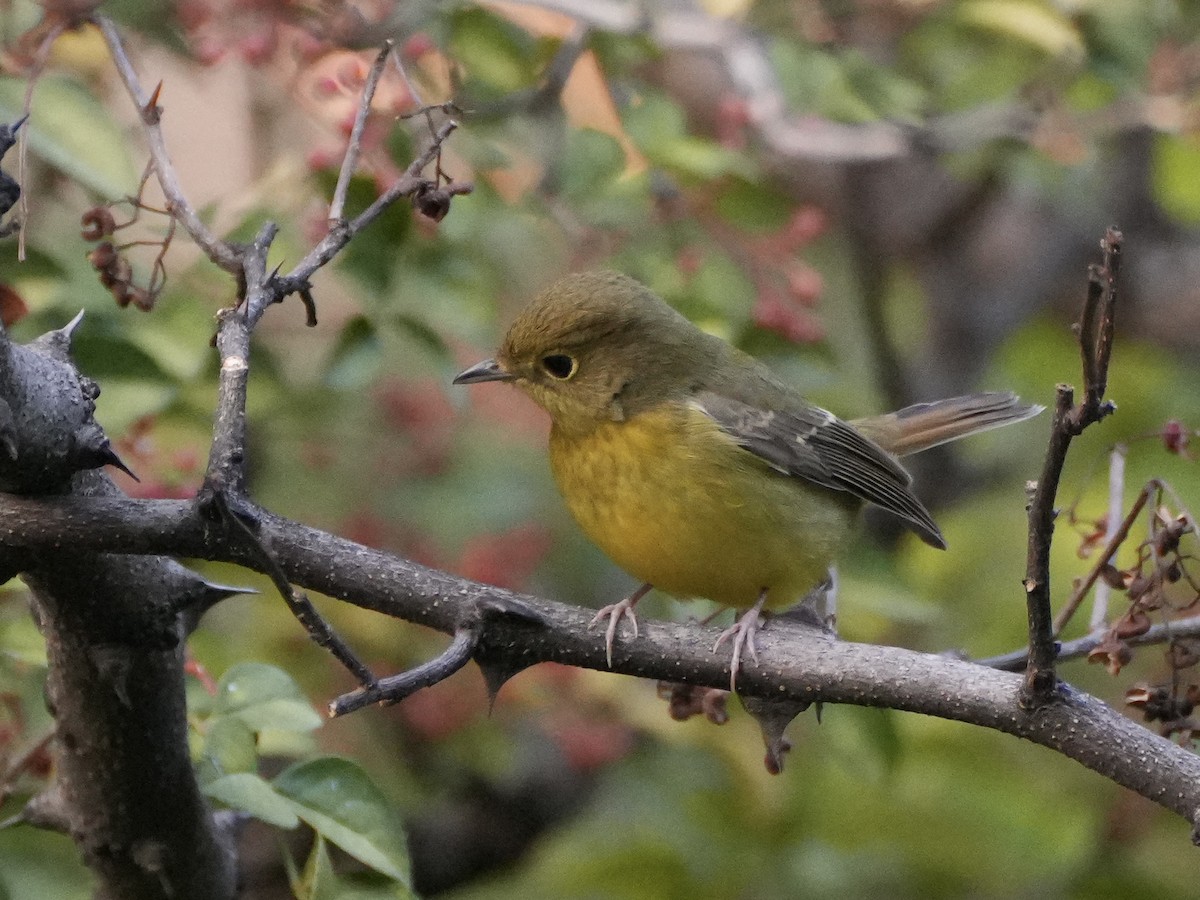 Green-backed Flycatcher - Ling Gan