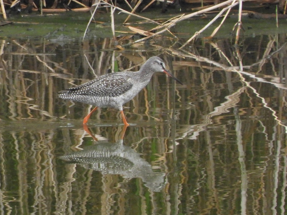 Spotted Redshank - ML624497246