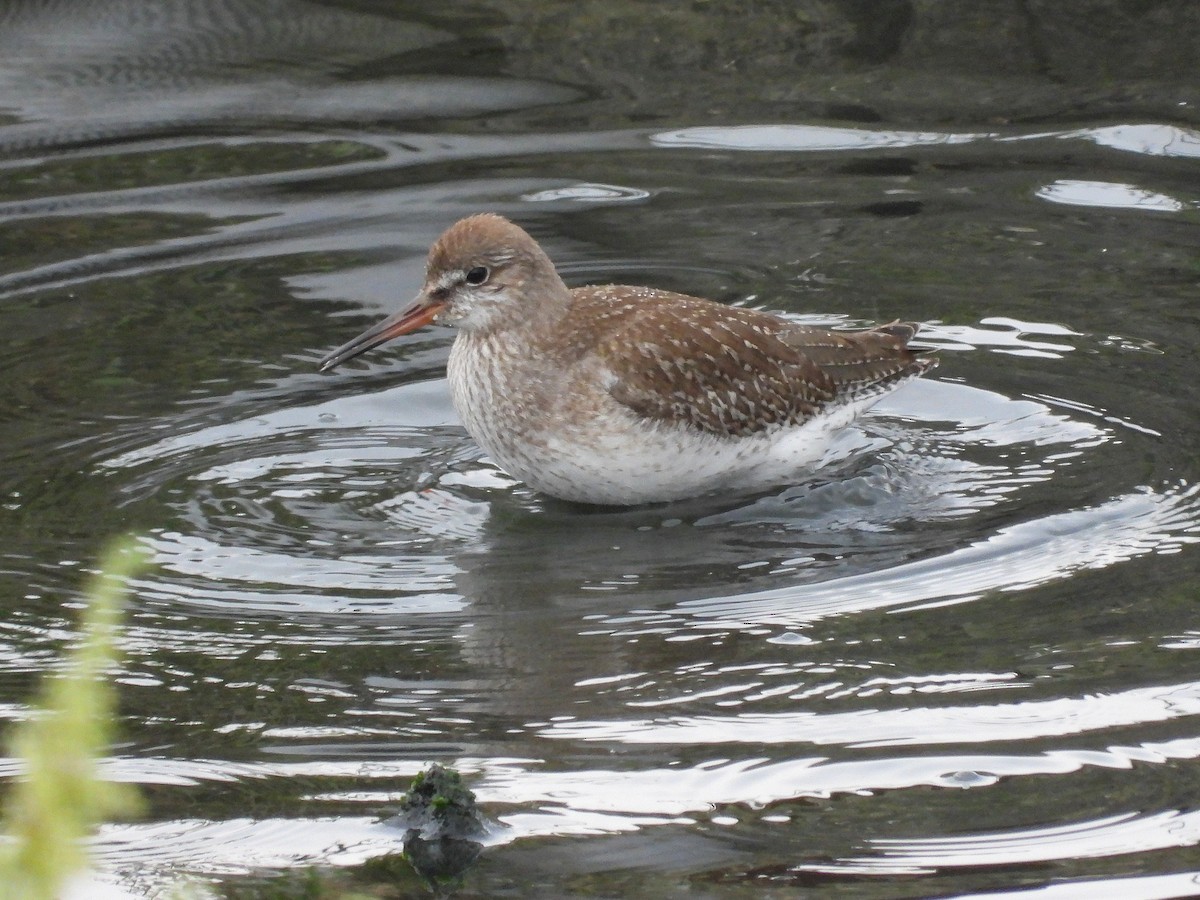 Common Redshank - ML624497256