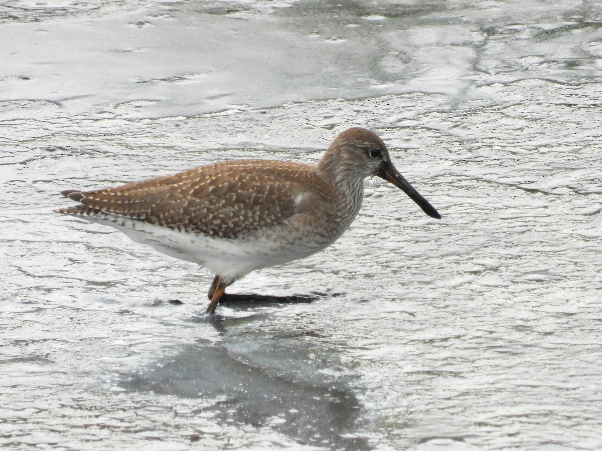 Common Redshank - ML624497257