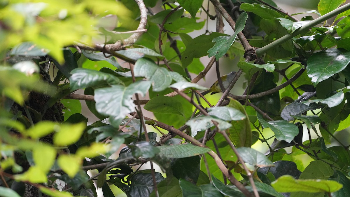 Chestnut-crowned Warbler - ML624497439