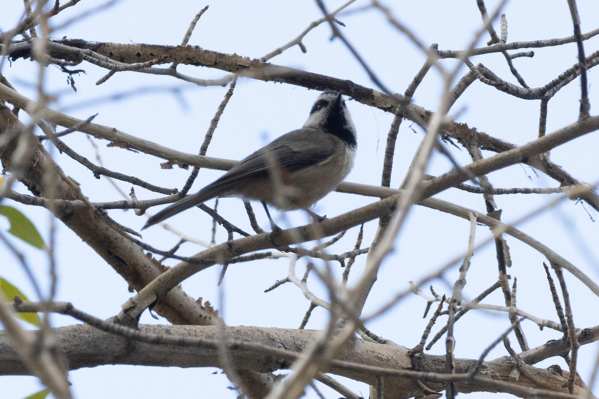 Mountain Chickadee - ML624497514