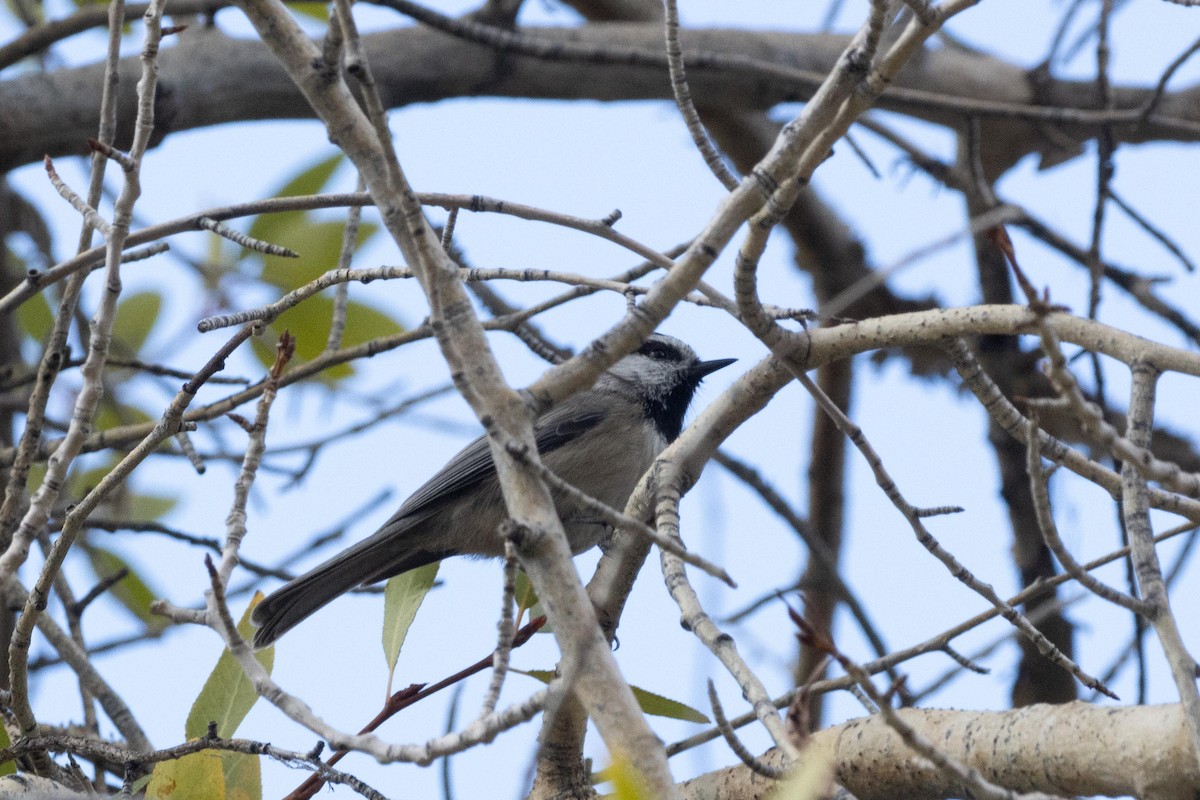 Mountain Chickadee - ML624497515