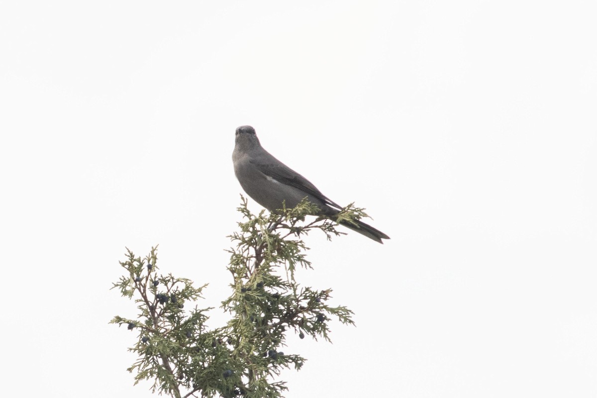 Townsend's Solitaire - ML624497520