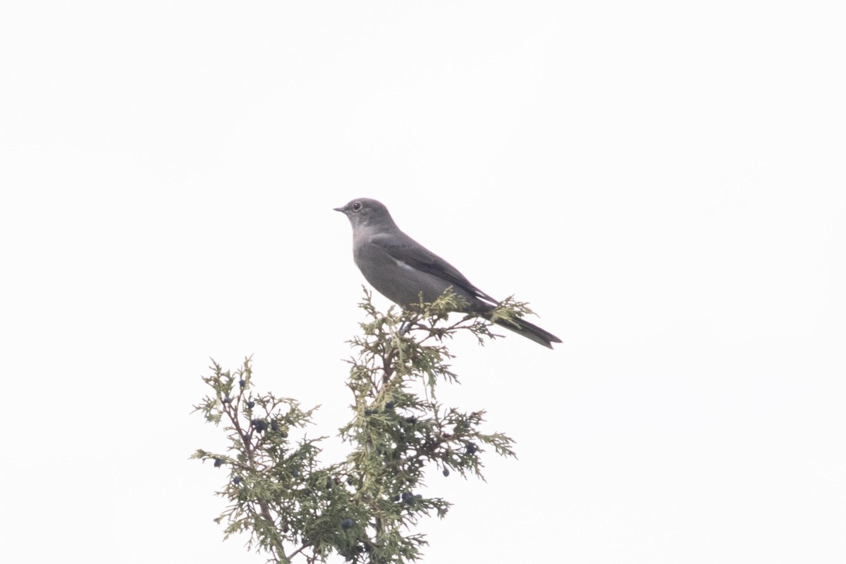 Townsend's Solitaire - ML624497521