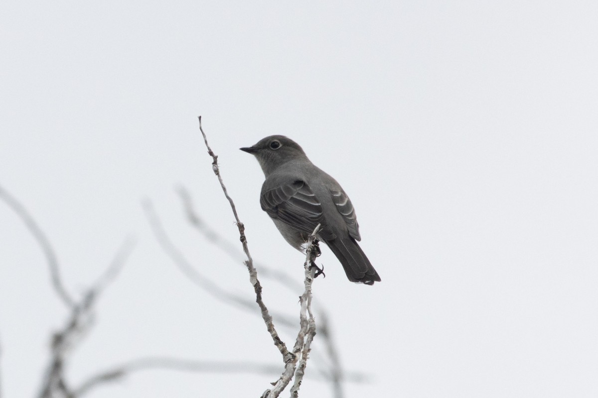 Townsend's Solitaire - ML624497522