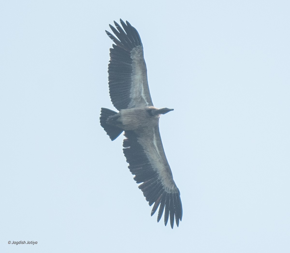 Indian Vulture - ML624497605