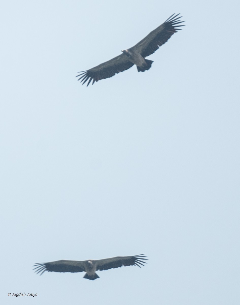 Indian Vulture - ML624497606