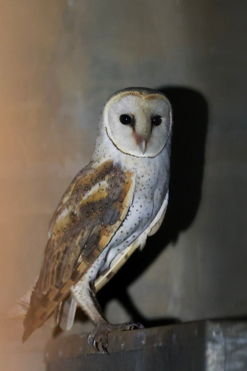 Western Barn Owl (African) - ML624497615