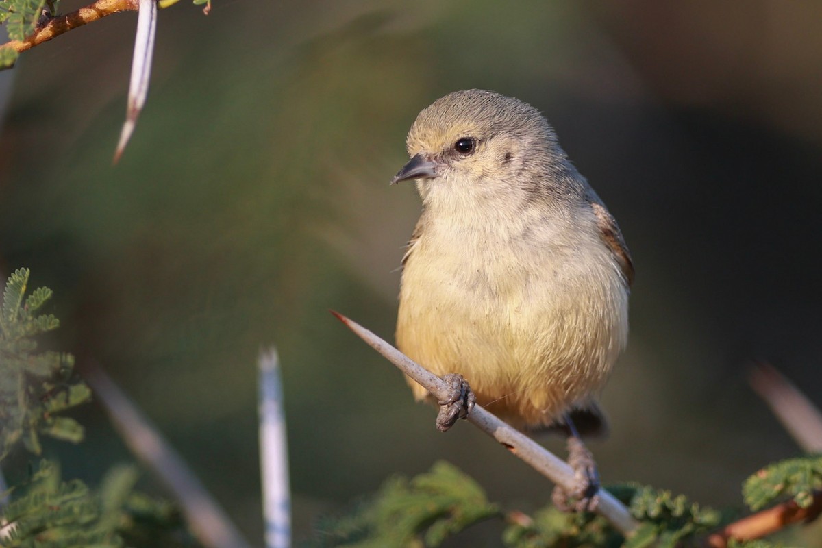 African Penduline-Tit - ML624497644