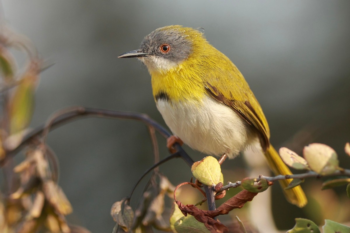 Yellow-breasted Apalis (Yellow-breasted) - ML624497646