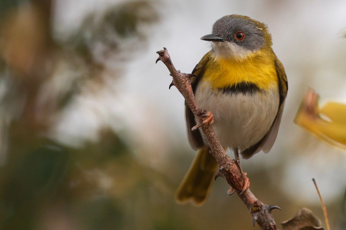 Yellow-breasted Apalis (Yellow-breasted) - ML624497649