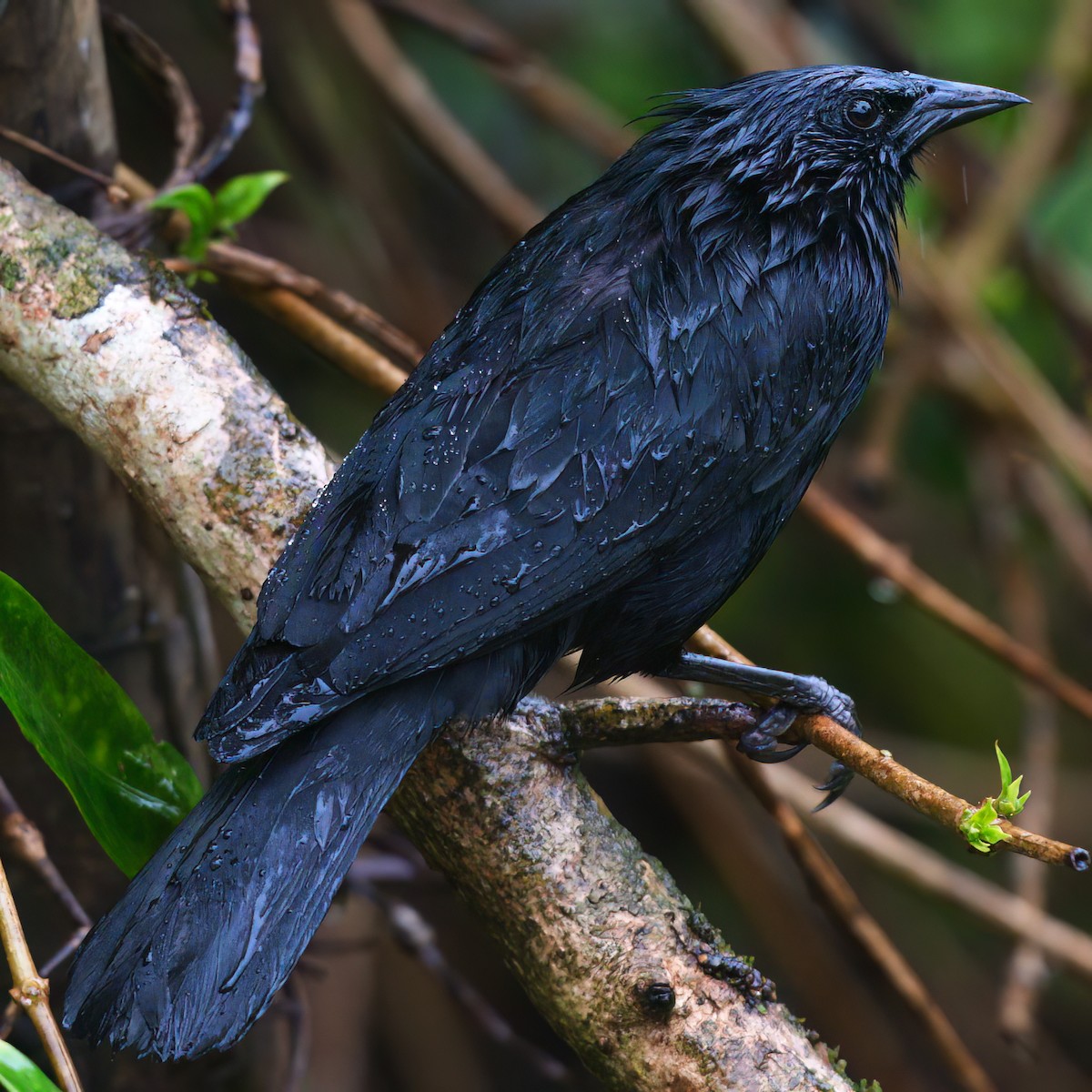 Chopi Blackbird - Daniel Hinckley | samazul.com