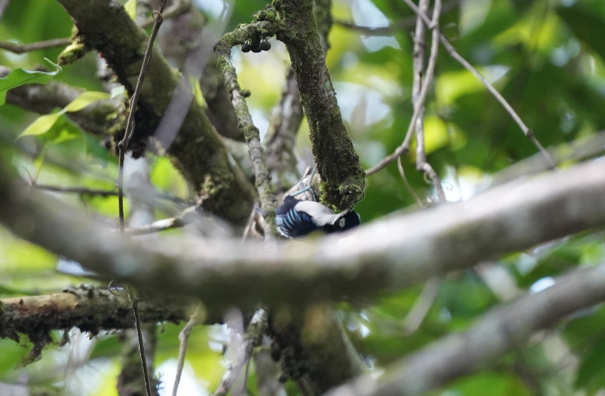 Blue Nuthatch - ML624497810