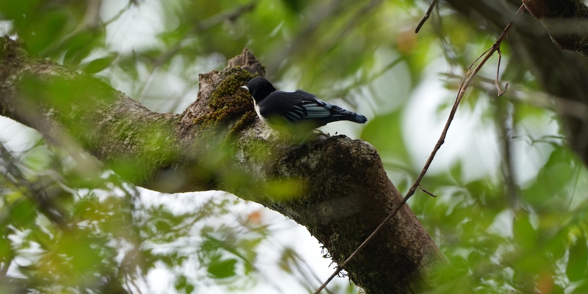 Blue Nuthatch - ML624497812