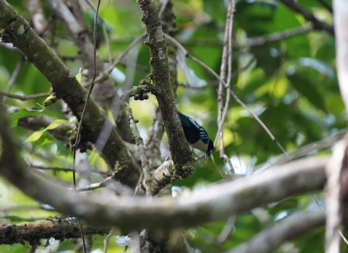 Blue Nuthatch - Tien Jia Yu