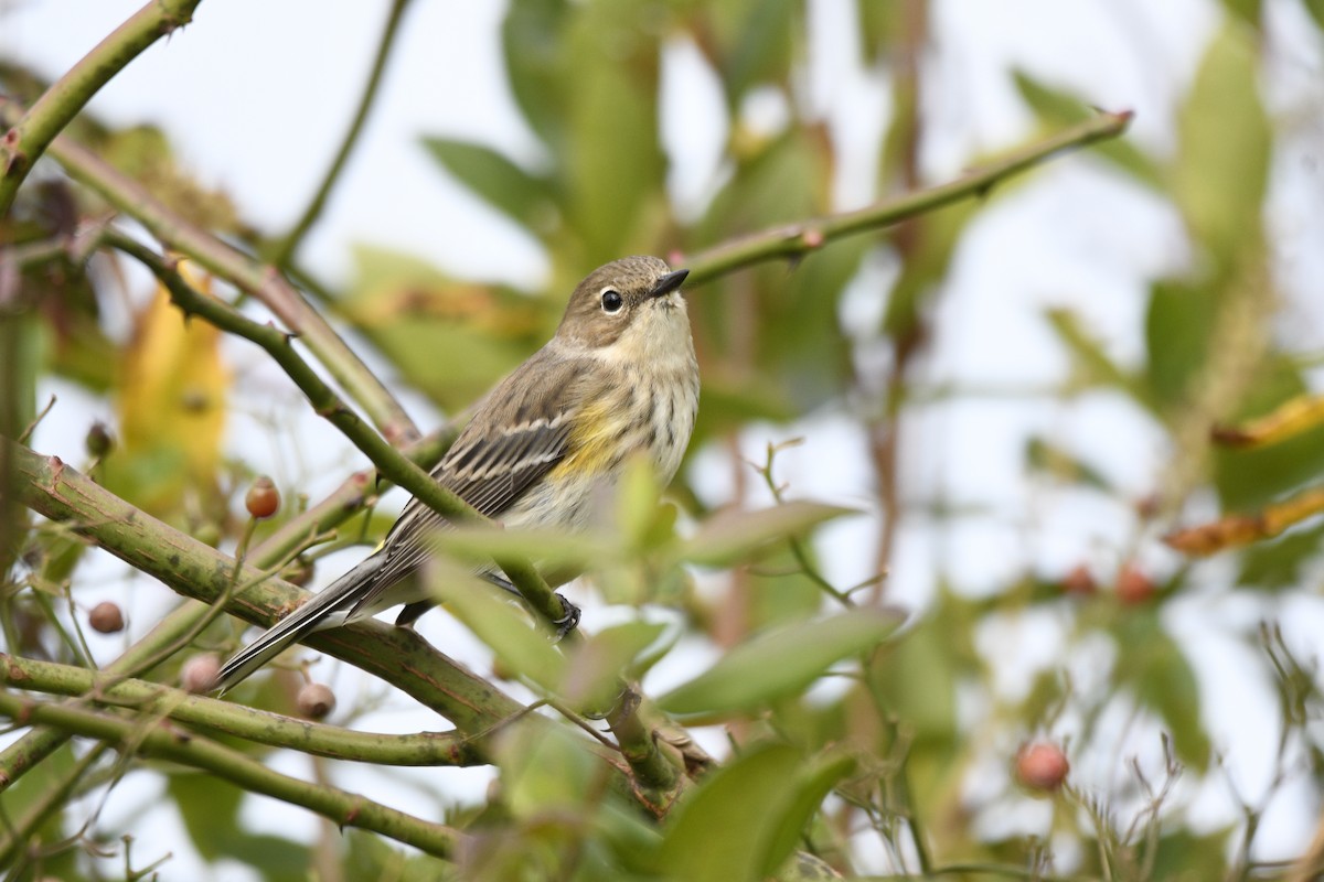 Yellow-rumped Warbler - ML624497922