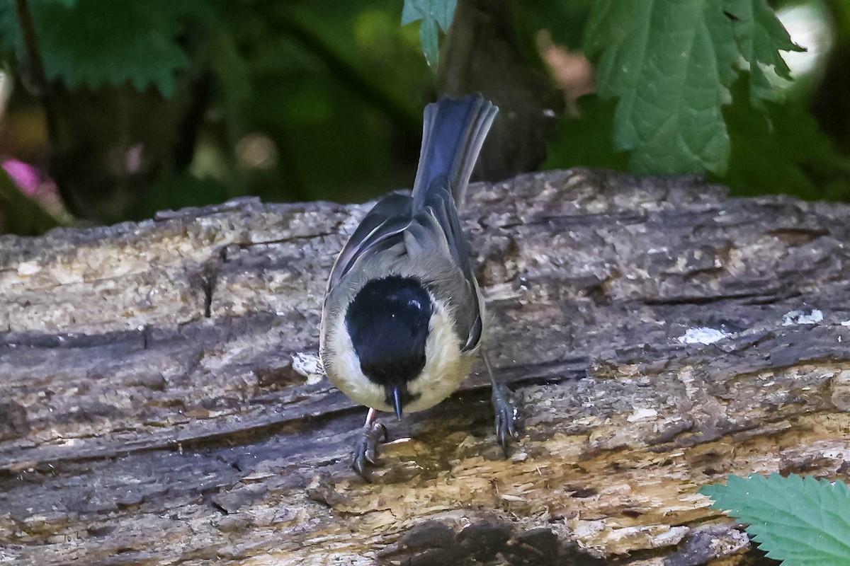 Weidenmeise [montanus-Gruppe] - ML624497924