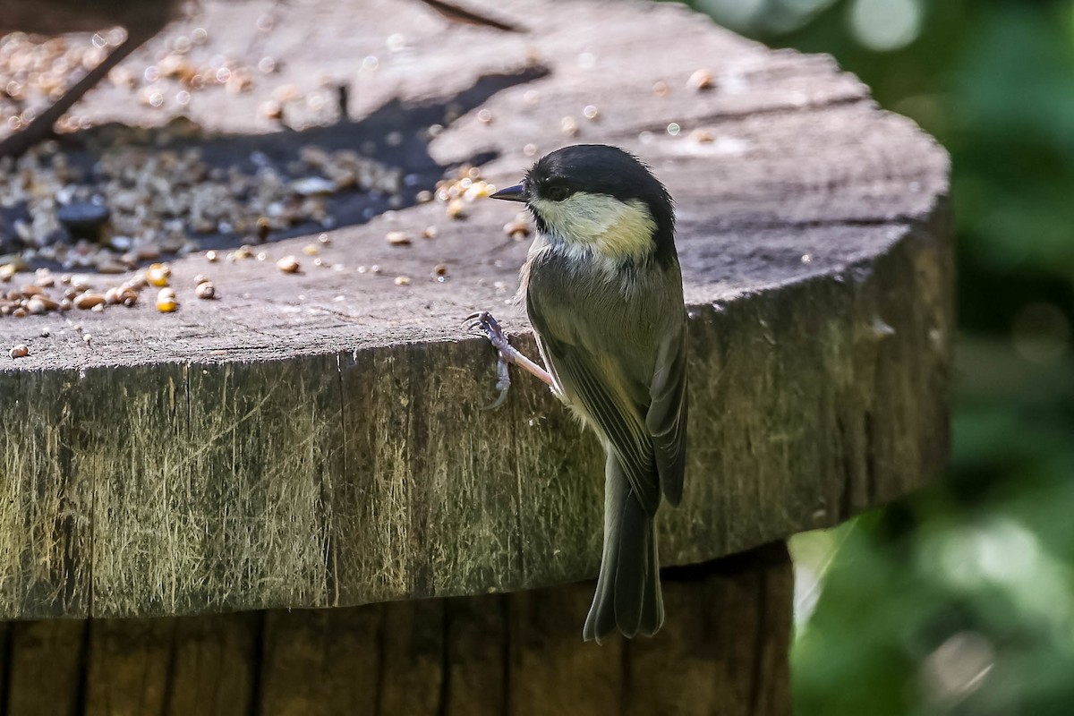 Weidenmeise [montanus-Gruppe] - ML624497927